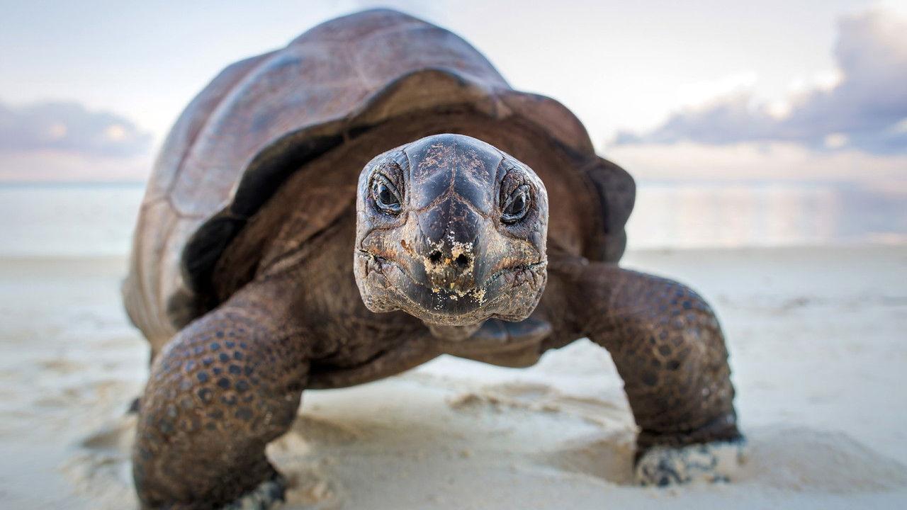 A Perfect Planet backdrop