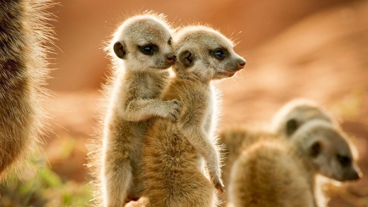 Wild Animals Babies backdrop