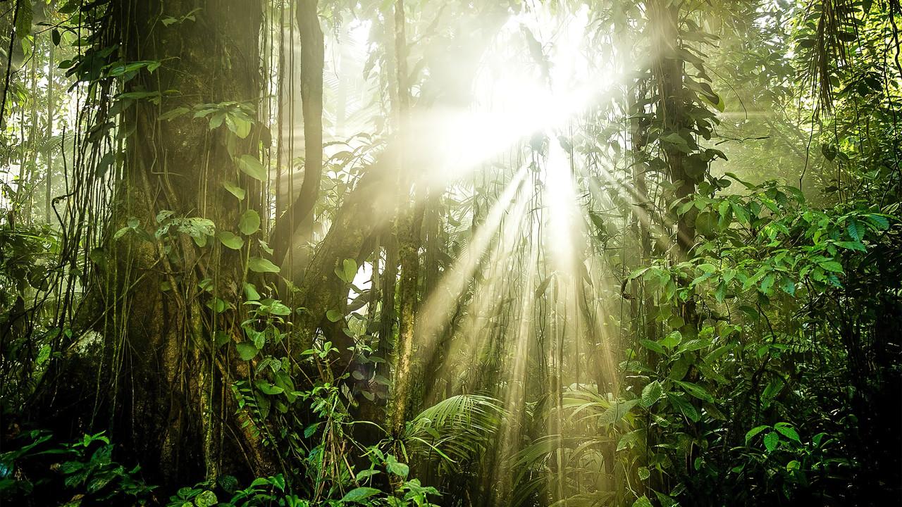 The Green Planet backdrop