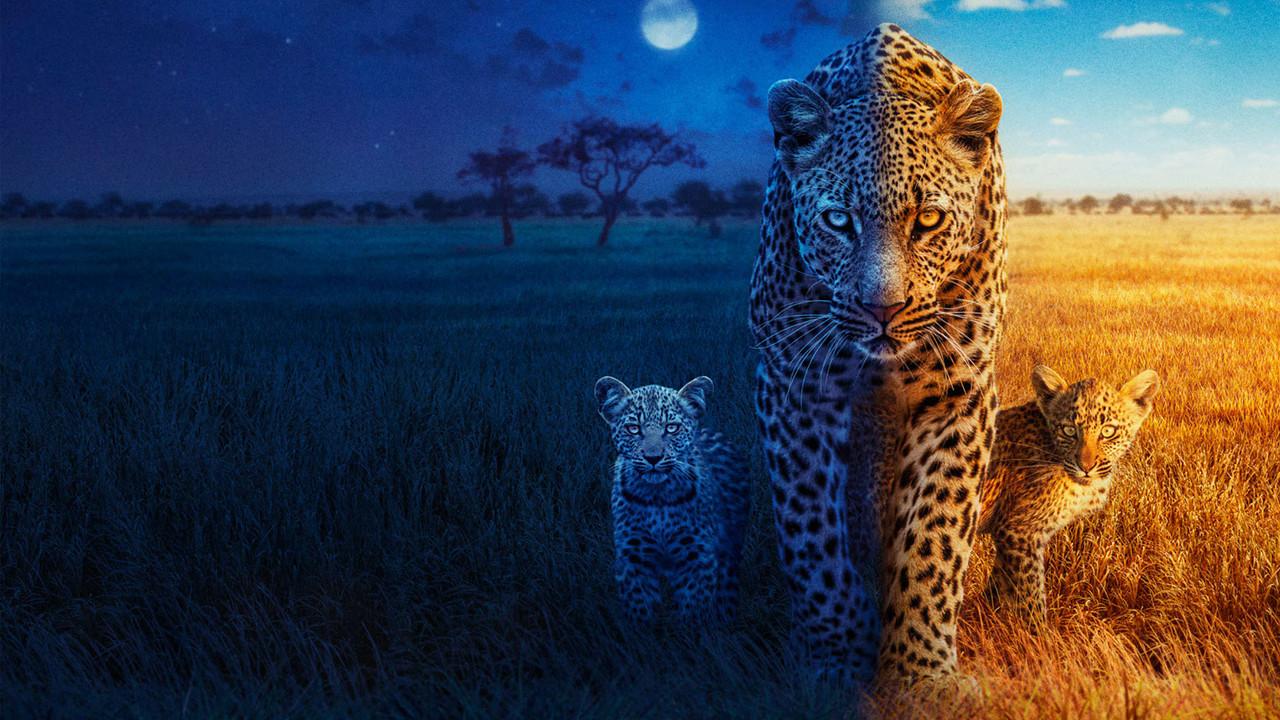 Big Cats 24/7 backdrop