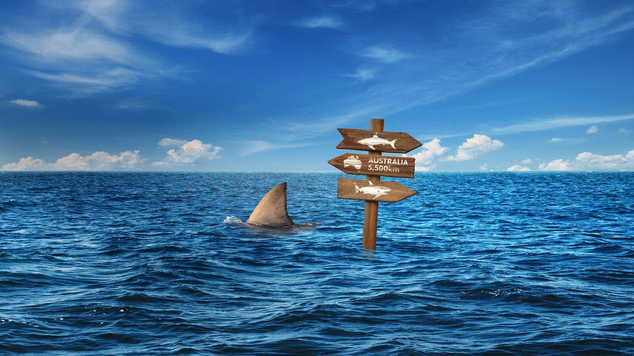 Super Shark Highway backdrop