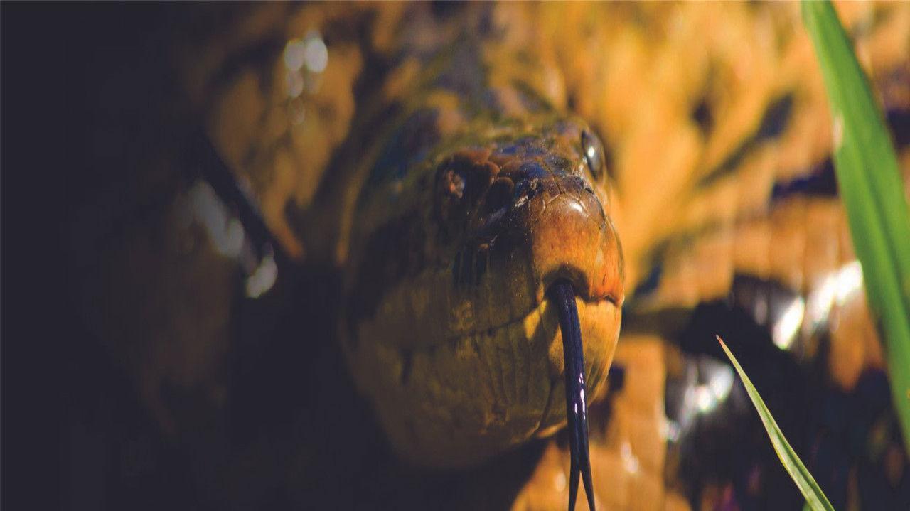 Secret Brazil – National backdrop