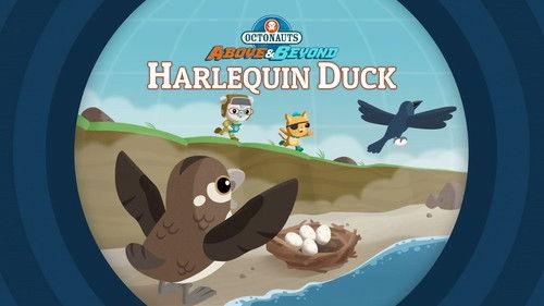 Octonauts: Above & Beyond Season 1 Episode 19 - The Octonauts and the Harlequin Duck