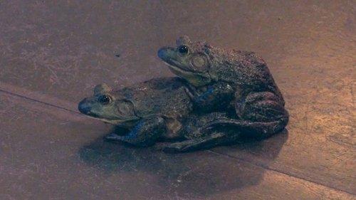 Sex House Season 1 Episode 9 - Sex Climax