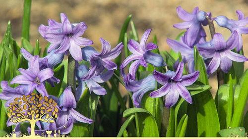 Gardeners' World Season 56 Episode 3 - Episode 3