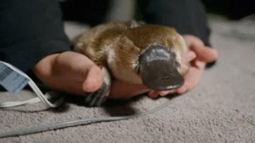 Taronga: Who's Who in the Zoo Season 5 Episode 5 - Platypus Emergency
