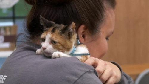 The Incredible Dr. Pol Season 15 Episode 4 - The Quest for Camel-ot