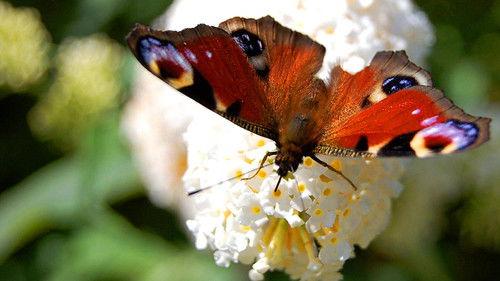 Wild About Your Garden Season 1 Episode 1 - Tales from the Riverbank