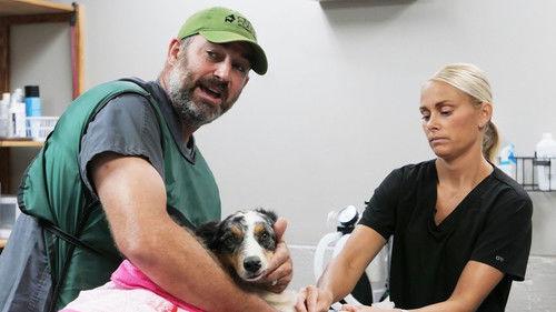 Heartland Docs, DVM Season 4 Episode 10 - Lovebirds, Actually