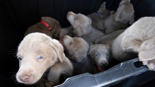 The Incredible Dr. Pol Season 24 Episode 5 - The Plot Chickens