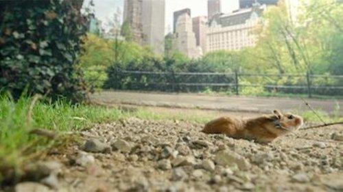 Tiny Creatures Season 1 Episode 2 - New York