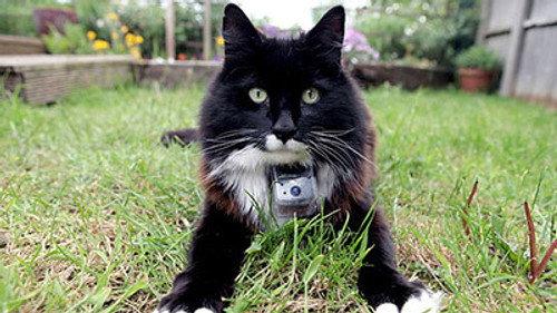 undefined Season 50 Episode 11 - The Secret Life of the Cat