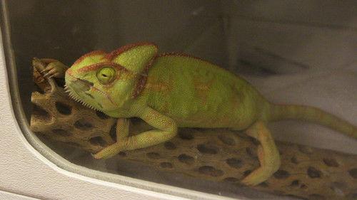 Dr. K's Exotic Animal ER Season 1 Episode 3 - Into the Fox Hole