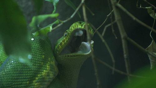 Dyrepasserne Season 9 Episode 13 - Episode 13