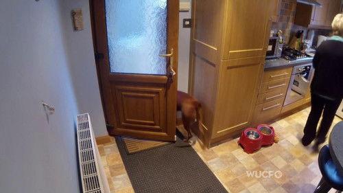 NOVA Season 41 Episode 18 - Inside Animal Minds: Dogs & Super Senses