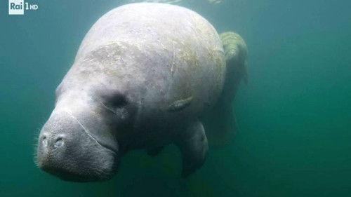 Superquark Season 27 Episode 6 - North America, smart working, and the perfect pizza