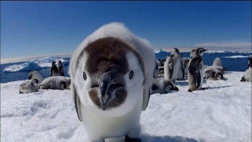 Nature Season 33 Episode 3 - Penguins: Spy in the Huddle: Growing Up