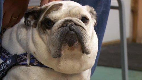 The Incredible Dr. Pol Season 13 Episode 7 - Bark 'n Stormy