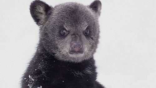 Natural World Season 29 Episode 1 - Bearwalker of the Northwoods