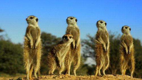 Nature Season 35 Episode 9 - Spy in the Wild: Friendship