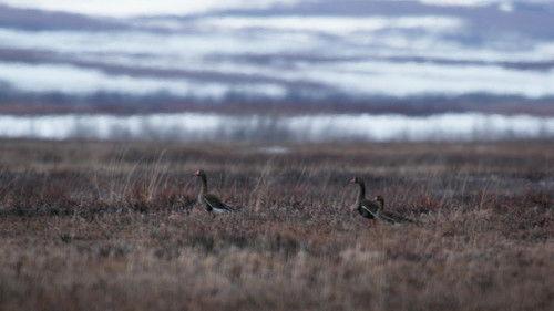 Life Below Zero Season 23 Episode 18 - The Rat Race