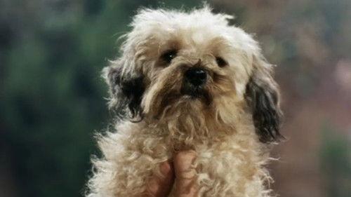 Petticoat Junction Season 5 Episode 21 - Higgins Come Home