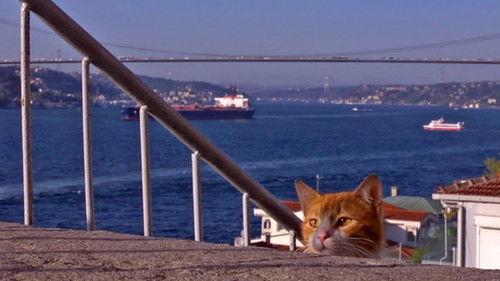 Mitsuaki Iwago's World “Cats” Travelogue Season 1 Episode 1 - Istanbul