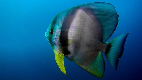 Reef School Season 1 Episode 11 - Fastest Fish