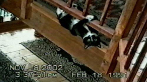 Funniest Pets & People Season 2 Episode 15 - The Wet Look