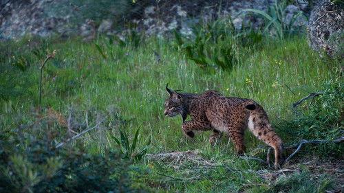 Europe's New Wild Season 1 Episode 2 - The Missing Lynx