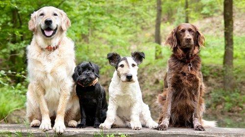 NOVA Season 47 Episode 2 - Dog Tales