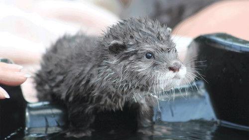 Secrets of the Zoo Season 3 Episode 7 - The Otter Limits