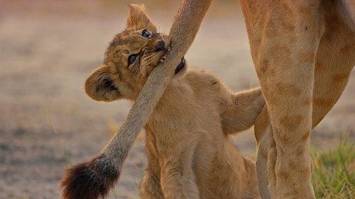 Big Cats 24/7 Season 1 Episode 3 - Episode 3