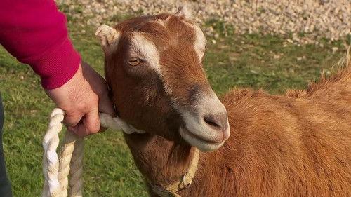 The Incredible Dr. Pol Season 20 Episode 4 - Goat Get 'Em