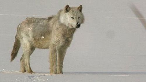 Natural World Season 32 Episode 4 - A Wolf Called Storm