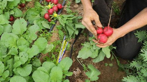 VICE News Tonight Season 4 Episode 14 - Thursday, April 9, 2020