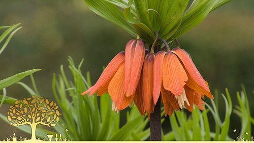 Gardeners' World Season 55 Episode 5 - Episode 5