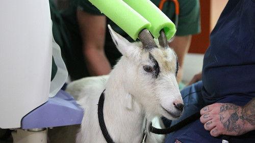 Dr. K's Exotic Animal ER Season 4 Episode 4 - Gettin' Squirrely