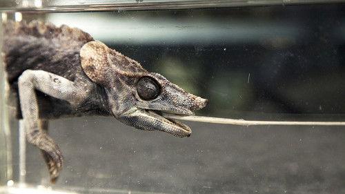 David Attenborough's Natural Curiosities Season 1 Episode 1 - Stretched to the Limit