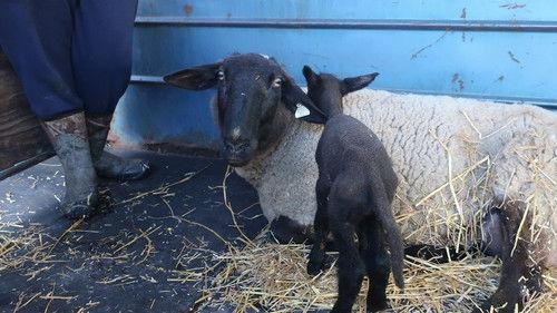 The Incredible Dr. Pol Season 18 Episode 3 - Feel the Born