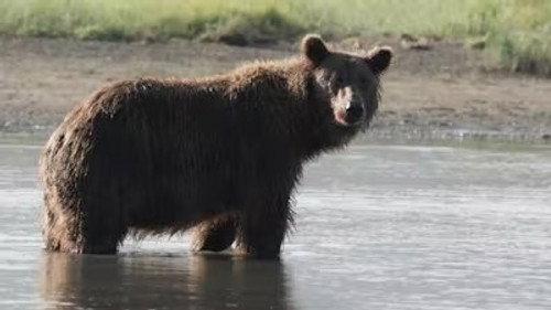 The Tracker's Diary: Bears of Katmai Season 1 Episode 4 - The Wolf and The Storm