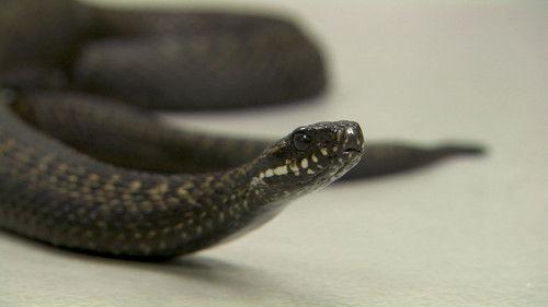 Dyrepasserne Season 7 Episode 11 - Episode 11