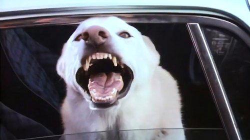 The Hitchhiker Season 1 Episode 18 - Man's Best Friend