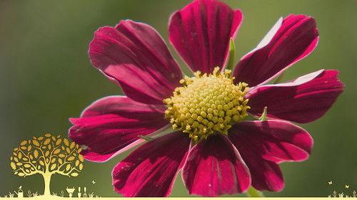 Gardeners' World Season 55 Episode 15 - Episode 15