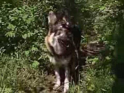 The Littlest Hobo Season 6 Episode 10 - Firehorse (1)