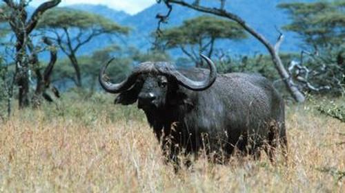 Natural World Season 19 Episode 18 - Buffalo: The African Boss