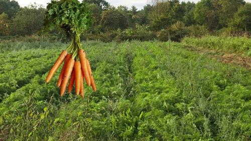 Scooby-Doo! Ecological Mission Season 1 Episode 9 - Episode 9