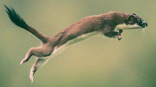 Natural World Season 39 Episode 4 - Weasels: Feisty and Fearless