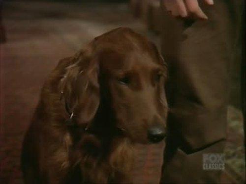Bonanza Season 14 Episode 12 - The Bucket Dog