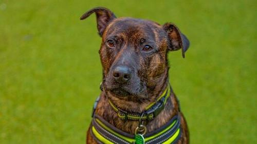 The Dog House Season 3 Episode 3 - Episode 3